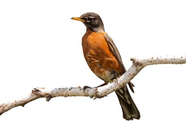Huş ağacı dalı Robin