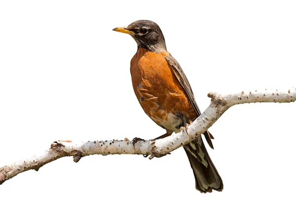 Robin on Birch Branch — Stock Photo, Image