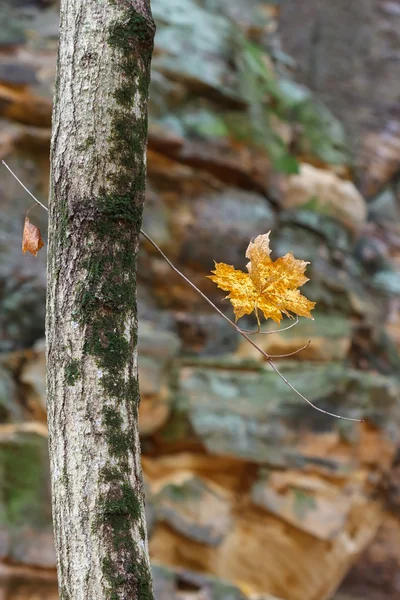 Canyon Maple Leaf — Stock Photo, Image