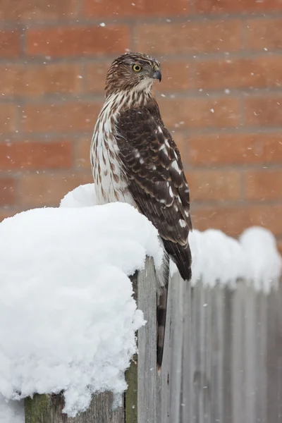 Hó csavart Cooper's Hawk — Stock Fotó