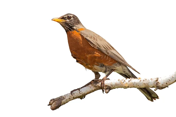 Robin op Birch tak — Stockfoto