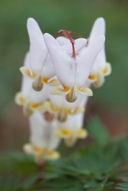 Dutchman's Breeches clipart