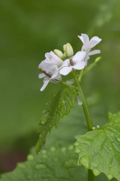 Mostaza de ajo —  Fotos de Stock