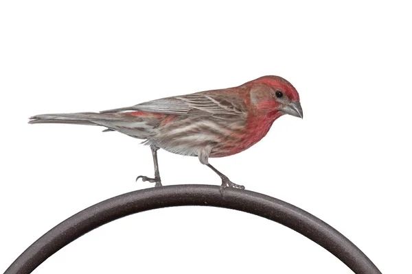 House Finch on a Metal Bar — Stock Photo, Image