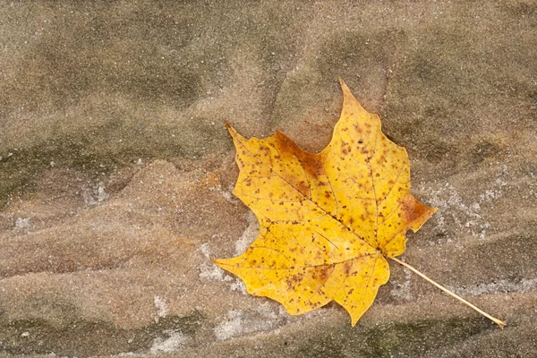 Ahornblatt und Sandstein — Stockfoto