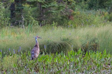 Sandhill Crane with Pickerelweed