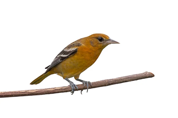 Female Oriole — Zdjęcie stockowe