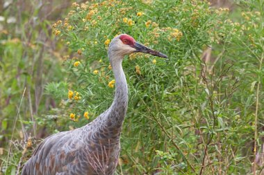 Altın Başak Sandhill Crane