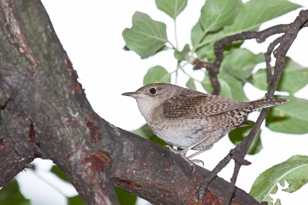 Wren v rozsoše větví — Stock fotografie