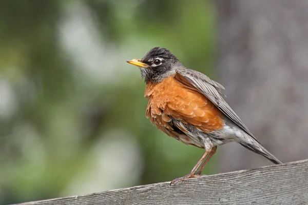 Red Breasted Robin on a Fence — Stock Photo, Image