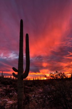 Arizona, Saguaro Ulusal Parkı 'nda alevli bir günbatımına karşı tek sagauro dimdik ayakta duruyor..