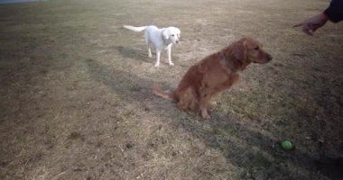 Golden retriever köpeği ve sarı labrador retriever köpeği bir tarlada topu kovalıyorlar.