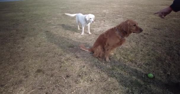 Um cão golden retriever e um cão yellow labrador retriever perseguindo uma bola em um campo — Vídeo de Stock