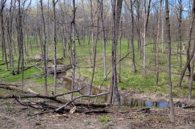 Banliyö ormanlarındaki verimsiz ağaçlar ilkbaharın başlarında arazide akan bir dereyle korunur..