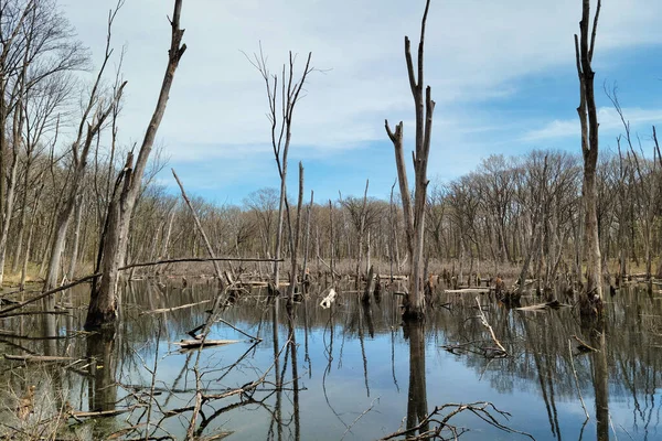 Marsh Dead Trees Fallen Branches Deer Grove Forest Preserve Palatine — Stock Photo, Image