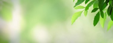 Arka plan kapağı konseptini kullanarak bokeh ve kopya alanı ile bahçedeki bulanık yeşillik arkaplanı üzerindeki yeşil doğa yaprağının kapatılması.