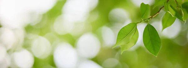 Närbild Natur Syn Gröna Blad Suddig Grönska Bakgrund Trädgården Med — Stockfoto