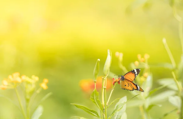 Widok Natury Piękny Pomarańczowy Motyl Zielonym Tle Natury Rozmazane Tło — Zdjęcie stockowe