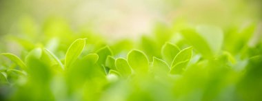 Arka plan kapağı konseptini kullanarak bokeh ve kopya alanı ile bahçedeki bulanık yeşillik arkaplanı üzerindeki yeşil doğa yaprağının kapatılması.