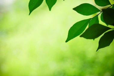 Yeşil yaprağın, bulanık yeşil arkaplanda, arka planda doğal yeşil bitkiler manzarası, ekoloji, yeni duvar kağıdı konsepti kullanılarak fotokopi alanı ile doğa görünümünün kapatılması.
