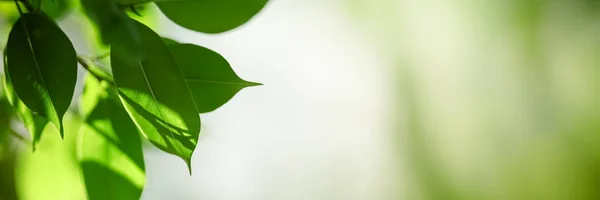 Primer Plano Hoja Verde Naturaleza Sobre Fondo Vegetación Borrosa Jardín —  Fotos de Stock