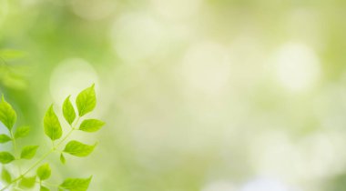 Arka plan kapağı konseptini kullanarak bokeh ve kopya alanı ile bahçedeki bulanık yeşillik arkaplanı üzerindeki yeşil doğa yaprağının kapatılması.