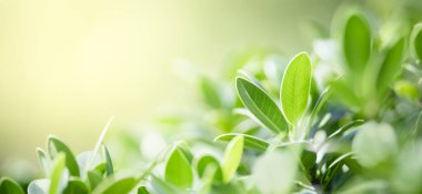 Arka plan kapağı konseptini kullanarak bokeh ve kopya alanı ile bahçedeki bulanık yeşillik arkaplanı üzerindeki yeşil doğa yaprağının kapatılması.