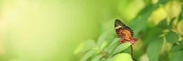 Widok Natury Piękny Pomarańczowy Motyl Zielonym Tle Natury Rozmazane Tło — Zdjęcie stockowe