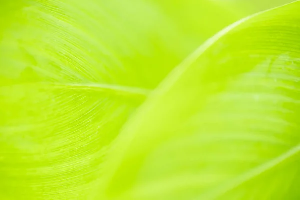 Nærbillede Naturen Visning Grønt Blad Sløret Grønne Baggrund Med Kopi - Stock-foto