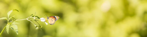 Vue Sur Nature Beau Papillon Orange Sur Fond Vert Nature — Photo