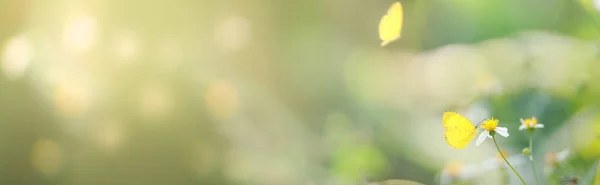 Widok Natury Piękny Żółty Motyl Zielonym Tle Natury Rozmazane Tło — Zdjęcie stockowe