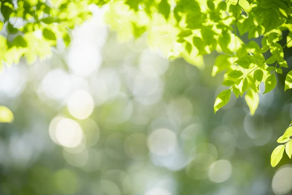 Närbild Naturen Syn Gröna Blad Suddig Grönska Bakgrund Med Kopia — Stockfoto