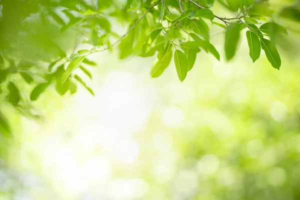 Primo Piano Della Natura Vista Foglia Verde Sfondo Verde Sfocato — Foto Stock