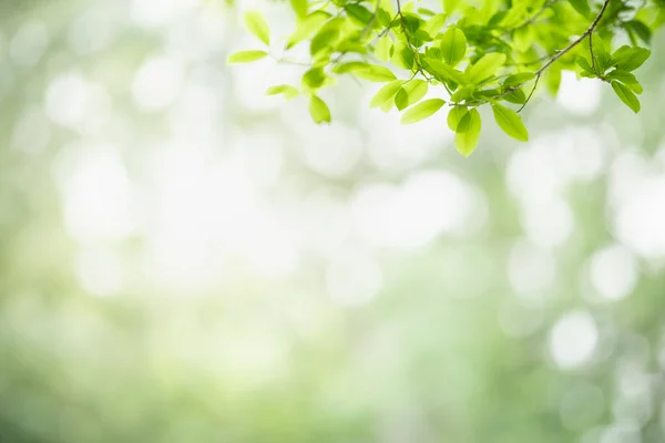 Schöne Natur Ansicht Grünes Blatt Auf Verschwommenem Grün Hintergrund Unter — Stockfoto