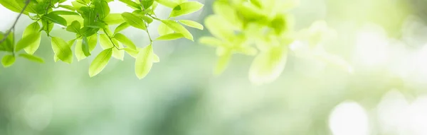 Närbild Grön Natur Löv Suddig Grönska Bakgrund Trädgården Med Bokeh — Stockfoto