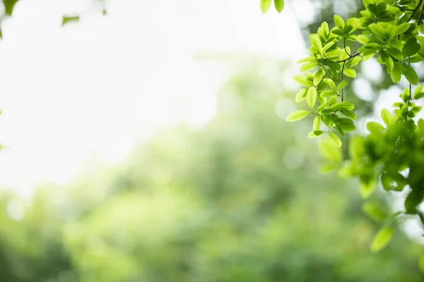 Hermosa Vista Naturaleza Hoja Verde Sobre Fondo Vegetación Borrosa Bajo —  Fotos de Stock