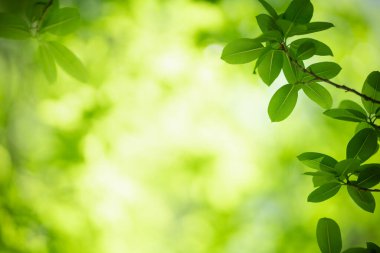 Güzel doğa manzaralı yeşil yaprak güneş ışığı altında bulanık yeşil arkaplan altında arka planda doğal bitkiler manzarası, ekoloji duvar kağıdı konsepti olarak kullanılarak fotokopi alanı.