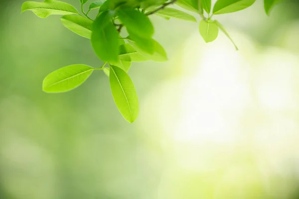 Hermosa Vista Naturaleza Hoja Verde Sobre Fondo Vegetación Borrosa Bajo —  Fotos de Stock