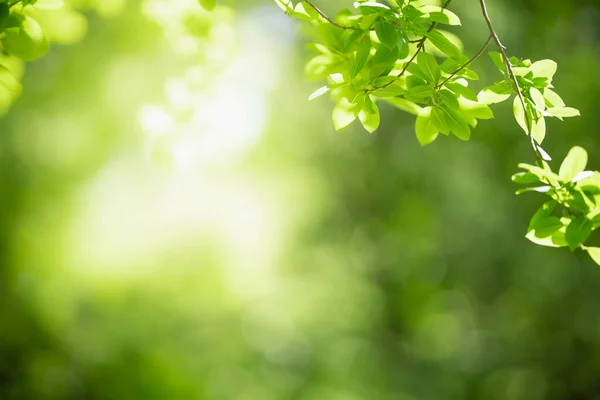 Bela Natureza Vista Folha Verde Fundo Vegetação Borrada Sob Luz — Fotografia de Stock