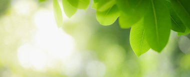 Arka plan kapağı konseptini kullanarak bokeh ve kopya alanı ile bahçedeki bulanık yeşillik arkaplanı üzerindeki yeşil doğa yaprağının kapatılması.