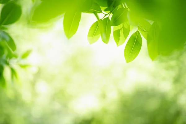 Krásná Příroda Pohled Zelený List Rozmazané Zeleně Pozadí Pod Slunečním — Stock fotografie