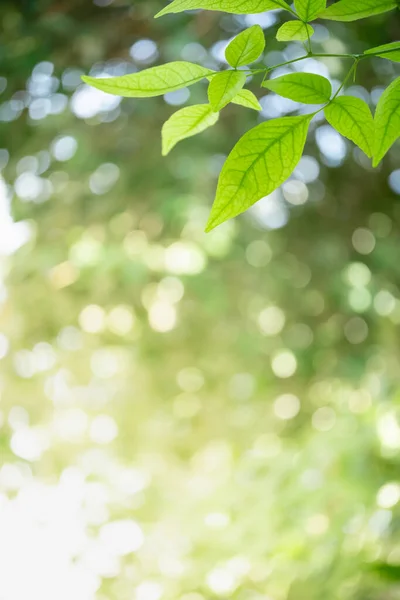 Hermosa Vista Naturaleza Hoja Verde Sobre Fondo Vegetación Borrosa Bajo —  Fotos de Stock