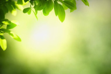 Güzel doğa manzaralı yeşil yaprak güneş ışığı altında bulanık yeşil arkaplan altında arka planda doğal bitkiler manzarası, ekoloji duvar kağıdı konsepti olarak kullanılarak fotokopi alanı.