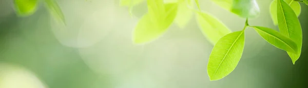 Primer Plano Hoja Verde Naturaleza Sobre Fondo Vegetación Borrosa Jardín —  Fotos de Stock