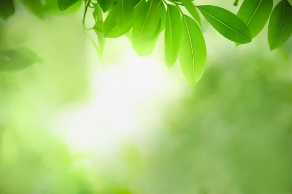 Hermosa Vista Naturaleza Hoja Verde Sobre Fondo Vegetación Borrosa Bajo —  Fotos de Stock