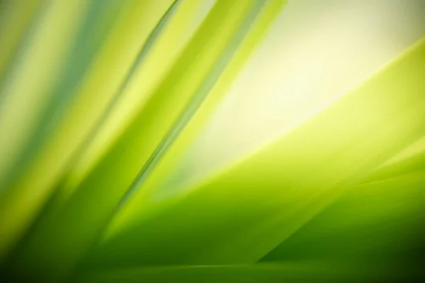 Абстрактные Размыты Фокуса Размыты Зеленый Лист Фона Природы Солнечным Светом — стоковое фото
