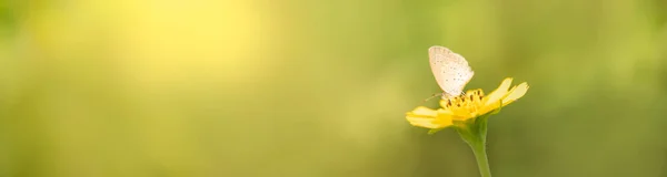Natuurweergave Van Prachtige Vlinder Gele Bloem Met Groene Natuur Wazig — Stockfoto