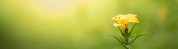 Крупним Планом Природа Жовта Квітка Розмитому Фоні Герена Під Сонячним — стокове фото