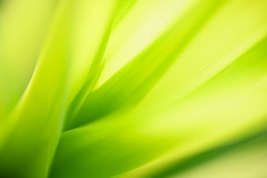 Özet bulanık ve bulanık yeşil yaprak arka plan güneş ışığı altında arka plan doğal bitki manzarası, ekoloji duvar kağıdı konsepti olarak kullanılarak bokeh ve kopyalama alanı altında.