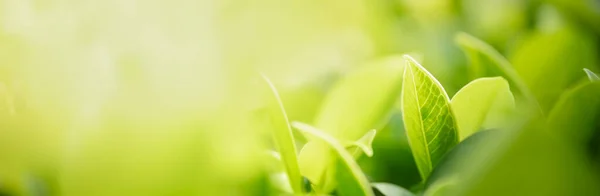 Primer Plano Hoja Verde Naturaleza Sobre Fondo Vegetación Borrosa Jardín — Foto de Stock